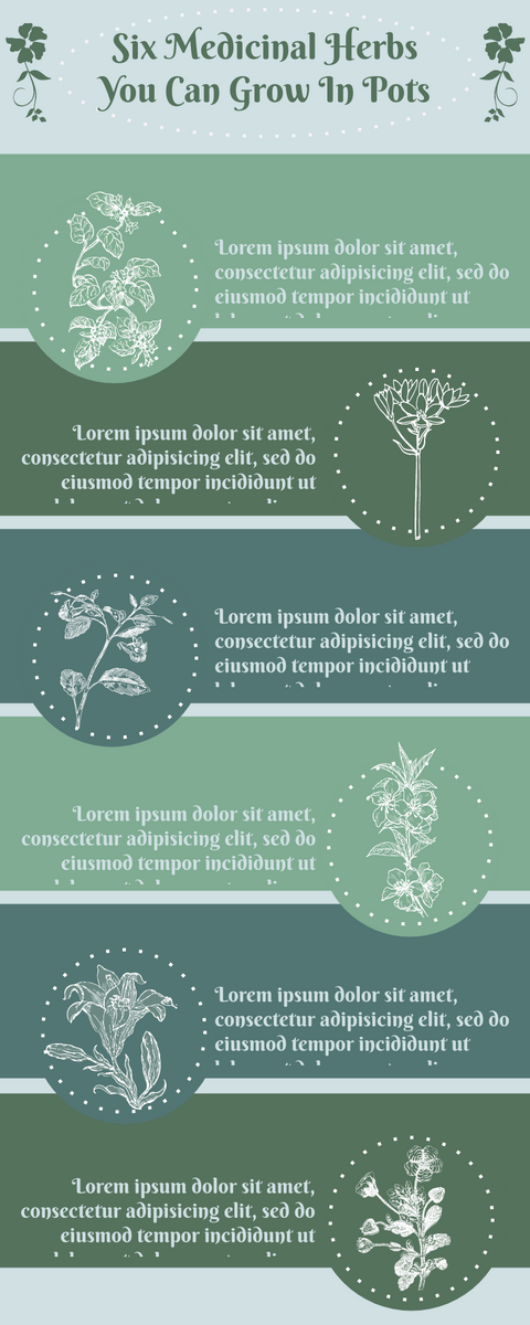 Six Medicinal Herbs You Can Grow In Pots Infographic