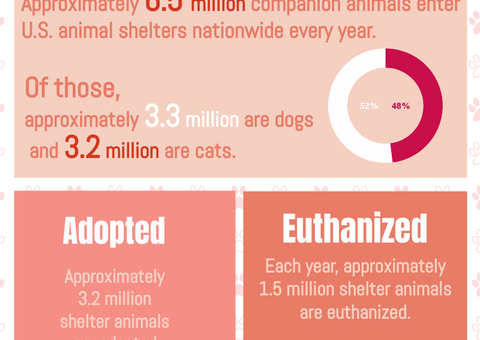 Facts about U.S. Animal Shelters infographic