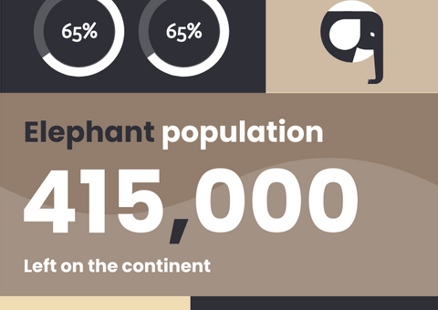 About Elephants Infographic