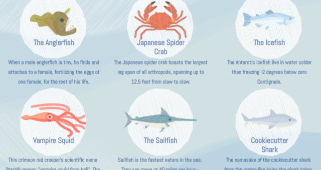 6 Extreme Sea Creatures Infographic