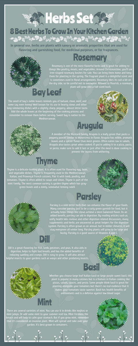 Infographic template: 8 Best Herbs To Grow At Home Infographic (Created by Visual Paradigm Online's Infographic maker)