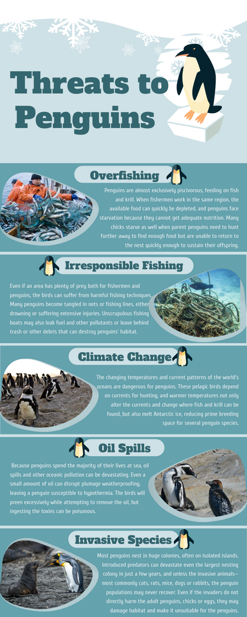 Infographic template: Threats to Penguins Infographic (Created by Visual Paradigm Online's Infographic maker)